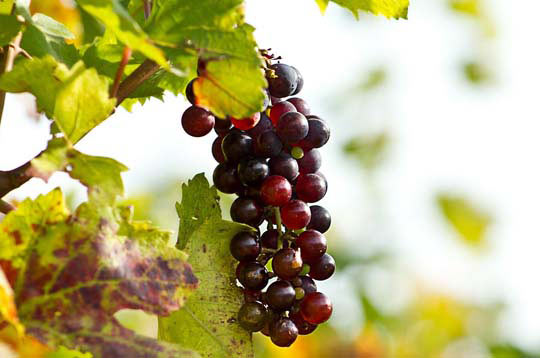 小黑ddos压力测试平台